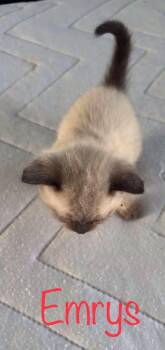 Emrys -  Siamese Cat Available for Adoption in Snyder, Texas - Emrys | PetCurious