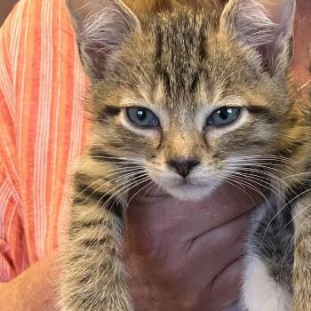 Mittens -  Domestic Short Hair and Extra Toes Cat Hemingway Polydactyl Cat for Adoption in Springfield, Illinois - Mittens | PetCurious