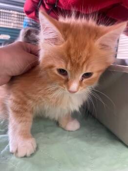 Domestic Long Hair Cats Available for Adoption in Blountville, Tennessee - Carl | PetCurious