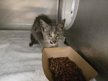 Nyla -  Domestic Short Hair Cat for Adoption in Gainesville, Florida - Nyla | PetCurious