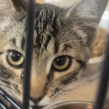 Wendy -  Domestic Medium Hair Cat for Adoption in Bentonville, Arkansas - Wendy | PetCurious