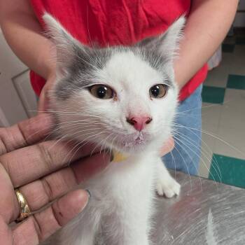 Frost -  Domestic Short Hair Cat for Adoption in Leander, Texas - Frost | PetCurious