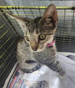 BELL -  Domestic Short Hair Cat for Adoption in San Antonio, Texas - BELL | PetCurious