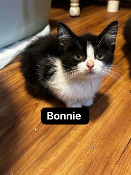 Bonnie -  Domestic Short Hair Cat for Adoption in Johnson City, Tennessee - Bonnie | PetCurious