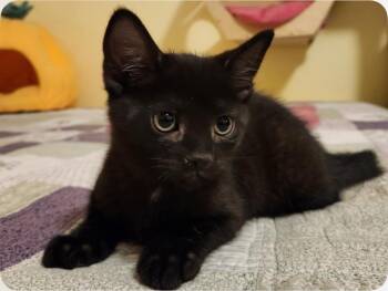 Rescue Domestic Short Hair Cats for Adoption in Warrington, Pennsylvania - Duncan (Olive B) | PetCurious