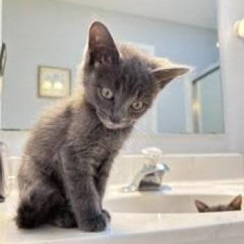 Jean -  Domestic Short Hair Cat for Adoption in Cumming, Georgia - Jean | PetCurious