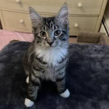Bam Bam -  Domestic Short Hair Cat for Adoption in Walden, New York - Bam Bam | PetCurious