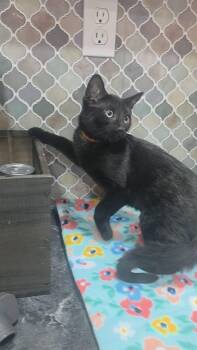 Rescue Bombay Cats for Adoption in Norwich, Connecticut - Tulip | PetCurious