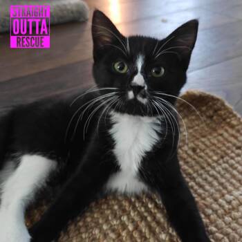 Diego -  Domestic Short Hair Cat for Adoption in Vancouver, British Columbia - Diego | PetCurious