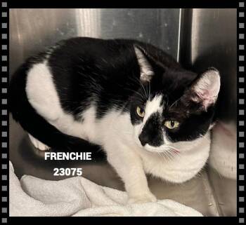 FRENCHIE -  Domestic Short Hair Cat for Adoption in Marietta, Georgia - FRENCHIE | PetCurious