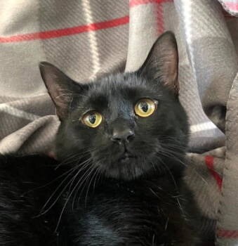 Rescue Domestic Short Hair Cats for Adoption in Herndon, Virginia - Craisin | PetCurious