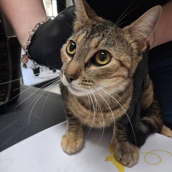 Lozen -  American Shorthair Cat for Adoption in Lufkin, Texas - Lozen | PetCurious