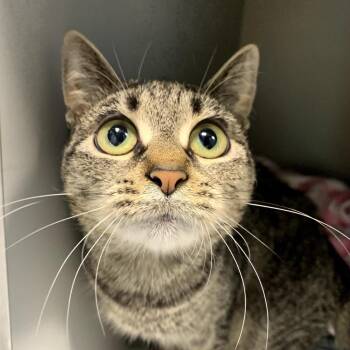 Souffle -  Domestic Short Hair Cat for Adoption in Boston, Massachusetts - Souffle | PetCurious