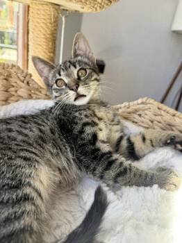 Carl - craving your love -  Tabby and Domestic Short Hair Cat for Adoption in San Luis Obispo, California - Carl - Craving Your Love | PetCurious