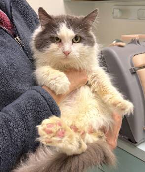 Domestic Medium Hair Cats Available for Adoption - Sinclair | PetCurious