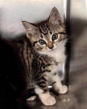Indigo -  Domestic Short Hair Cat for Adoption in Watkinsville, Georgia - Indigo | PetCurious