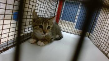 Domestic Short Hair Cats Available for Adoption in Doral, Florida - BETTY | PetCurious
