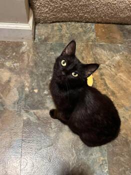 Allis Chalmers -  Domestic Short Hair Cat for Adoption in Minneapolis, Minnesota - Allis Chalmers | PetCurious
