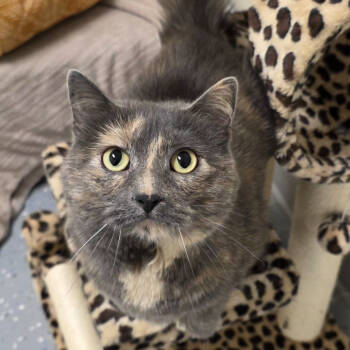 Rescue Domestic Short Hair Cats for Adoption in Yankton, South Dakota - Cruella | PetCurious