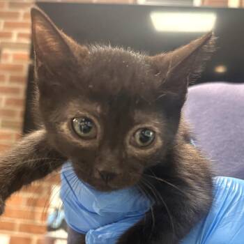 Domestic Short Hair Cats Available for Adoption in Allentown, Pennsylvania - Frappe | PetCurious