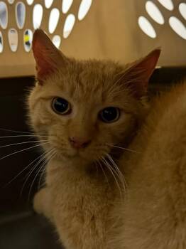 Cubby -  Domestic Short Hair Cat for Adoption in Pomona, New York - Cubby | PetCurious