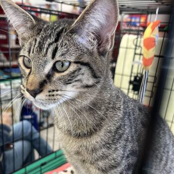 Tabby Cats Available for Adoption in Sacramento, California - Marie | PetCurious
