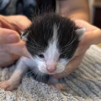 Domestic Short Hair Cats Available for Adoption in Houston, Texas - Hollow | PetCurious