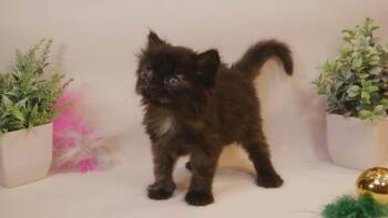 Mocha -  Maine Coon and Tortoiseshell Cat for Adoption in Parlier, California - Mocha | PetCurious