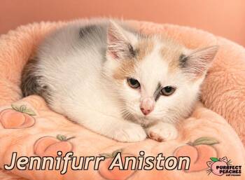 Jennifurr Aniston -  Domestic Short Hair Cat for Adoption in Douglasville, Georgia - Jennifurr Aniston | PetCurious