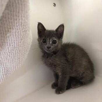Matcha -  Domestic Short Hair Cat for Adoption in Phoenix, Arizona - Matcha | PetCurious