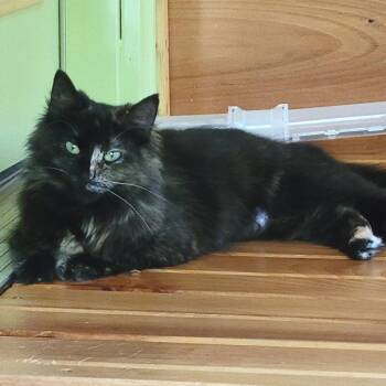 Myrtle -  Domestic Long Hair Cat Available for Adoption in Traverse City, Michigan - Myrtle | PetCurious