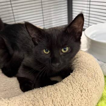 John -  Domestic Short Hair Cat for Adoption in Hampton Bays, New York - John | PetCurious