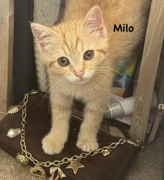 Milo (The Qtown Parker Pack) -  Domestic Short Hair Cat for Adoption in Telford, Pennsylvania - Milo (The Qtown Parker Pack) | PetCurious