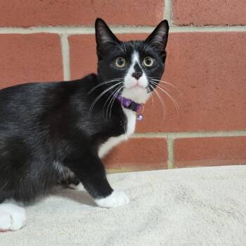 Mountain Springs Road 2 (R) -  Domestic Short Hair Cat for Adoption in Cabot, Arkansas - Mountain Springs Road 2 (R) | PetCurious