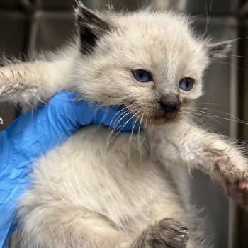 Domestic Short Hair Cats Available for Adoption in Columbiana, Alabama - Tina Rex | PetCurious