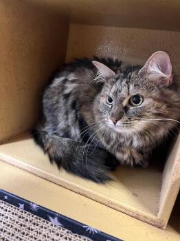 Robyn -  Domestic Long Hair Cat for Adoption in Emerald Isle, North Carolina - Robyn | PetCurious
