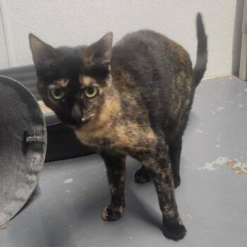 Domestic Short Hair Cats Available for Adoption in Casa Grande, Arizona - Edna | PetCurious
