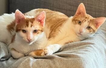 Rescue Domestic Short Hair Cats for Adoption in Mississauga, Ontario - Jake | PetCurious