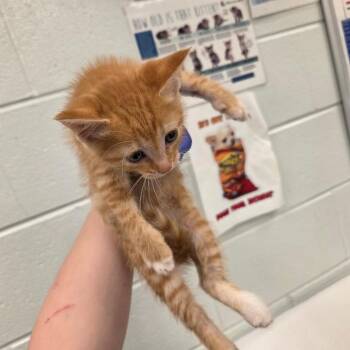 John -  Domestic Short Hair Cat for Adoption in Chattanooga, Tennessee - John | PetCurious
