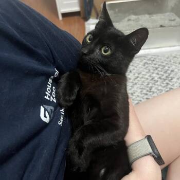 Brody -  Domestic Short Hair Cat for Adoption in Baytown, Texas - Brody | PetCurious