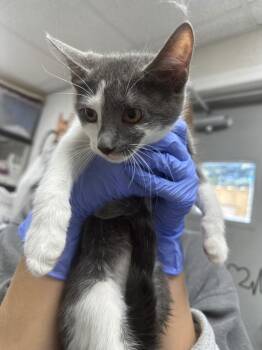 Rescue Domestic Short Hair Cats for Adoption in Pomona, New York - Sassy | PetCurious