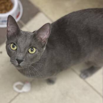 Rescue Domestic Short Hair Cats for Adoption in Columbus, Georgia - 11/15/2025-Owned-GinnyAvenue"Wicked 1629" | PetCurious