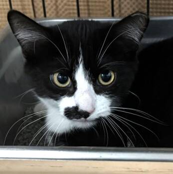 PENGUIN -  Domestic Short Hair Cat for Adoption in Dedham, Massachusetts - PENGUIN | PetCurious