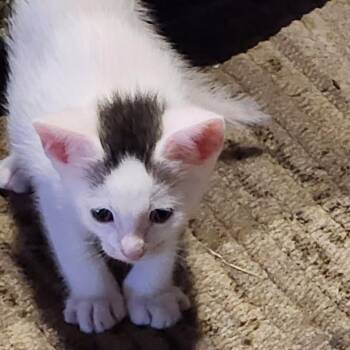 Domestic Short Hair Cats Available for Adoption in Redwood Valley, California - Wexby | PetCurious