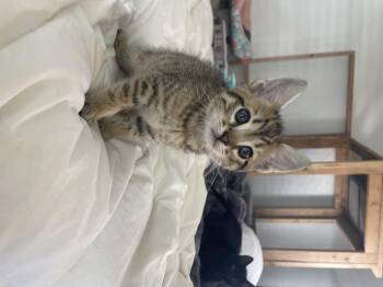 Domestic Short Hair Cats Available for Adoption - Cedar | PetCurious