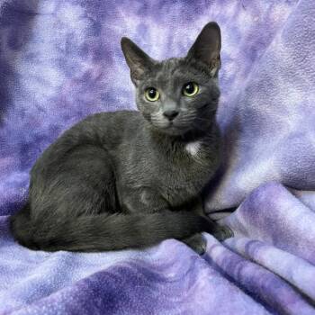 Rescue Domestic Short Hair Cats for Adoption in Merrifield, Virginia - Smokey WV | PetCurious