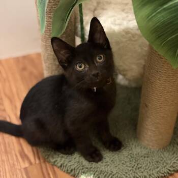Rescue Domestic Short Hair Cats for Adoption in Buffalo, New York - Mark | PetCurious