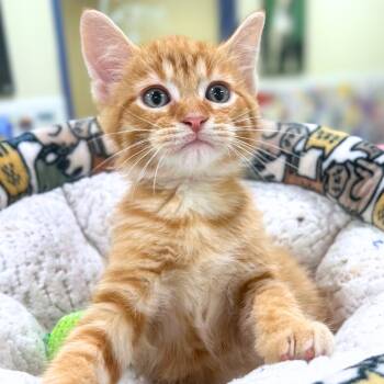 Domestic Short Hair Cats Available for Adoption in Quincy, Illinois - Pickle | PetCurious