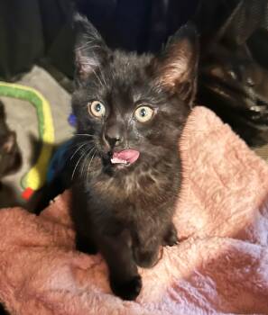 Rye -  Domestic Medium Hair Cat for Adoption in Durango, Colorado - Rye | PetCurious