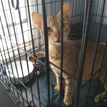 Lindy -  Domestic Short Hair Cat for Adoption in PORT WENTWRTH, Georgia - Lindy | PetCurious